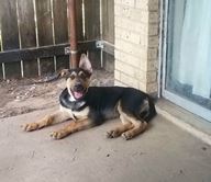 small Baldwin as puppy